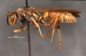 Media type: image;   Entomology 525 Aspect: habitus lateral view